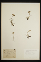 Antennaria carpathica