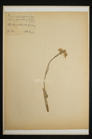 Cineraria sphatulifolia