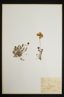 Papaver pyrenaicum