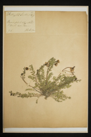 Astragalus leontinus
