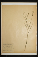 Centaurea maculosa