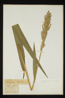 Sorghum sp.