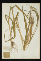 Panicum sp.