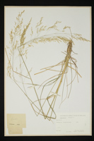 Agrostis sp.