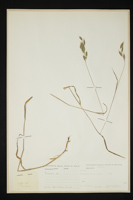 Bromus sp.