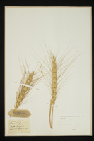 Triticum sp.