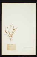 Cyperus sp.