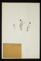Carex sp.