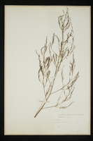 Asparagus sp.