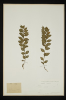 Ruscus sp