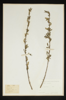 Salix sp.