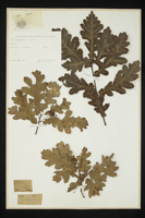 Quercus sp.