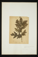 Quercus sp.