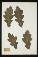 Quercus sp.