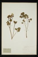 Ranunculus sp.