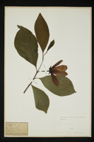 Magnolia sp.