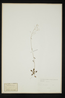 Camelina sp.