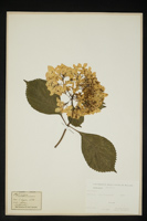 Hydrangea sp.