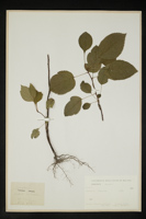 Prunus sp