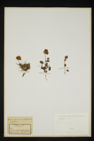 Trifolium sp.