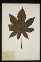 Ricinus sp.