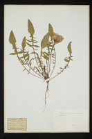 Oenothera acaulis