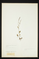 Rumex acetosella