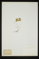 Oxalis acetosella