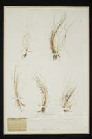 Eleocharis acicularis