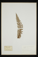 Polystichum aculeatum