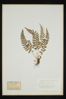 Polystichum aculeatum