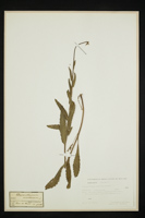 Leucanthemum adustum
