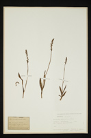 Spiranthes aestivalis