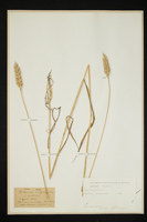 Triticum aestivum