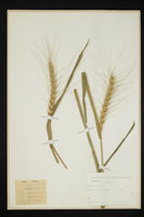 Triticum aestivum