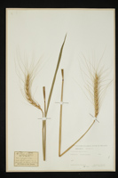 Triticum aestivum