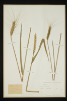 Triticum aestivum