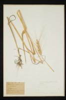 Triticum aestivum