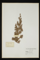 Juniperus africana