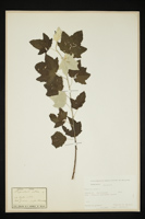 Populus alba