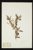 Salix alba