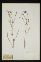 Melilotus alba