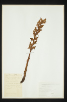 Orobanche alba