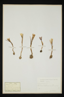 Crocus albiflorus