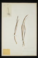 Crocus albiflorus