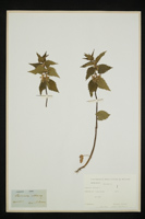 Lamium album