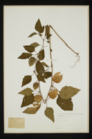 Physalis alkekengi