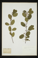 Frangula alnus