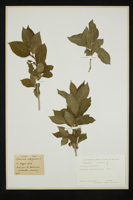 Lonicera alpigena