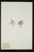 Hutchinsia alpina